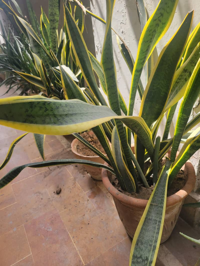 plants 1