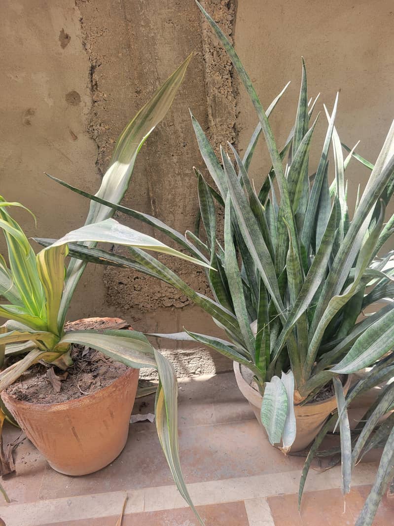 plants 2