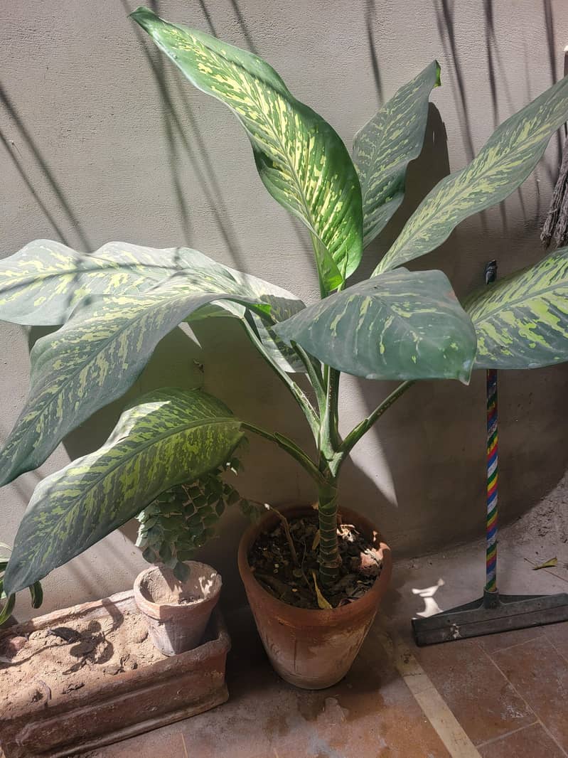 plants 3