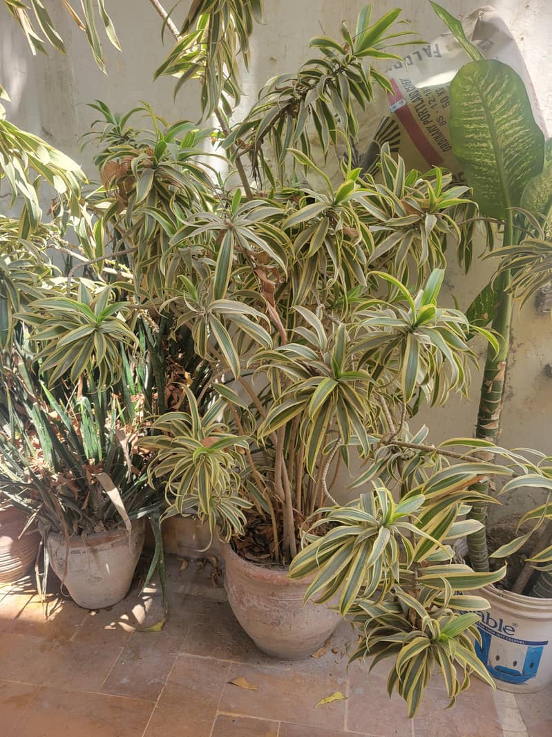 plants 4