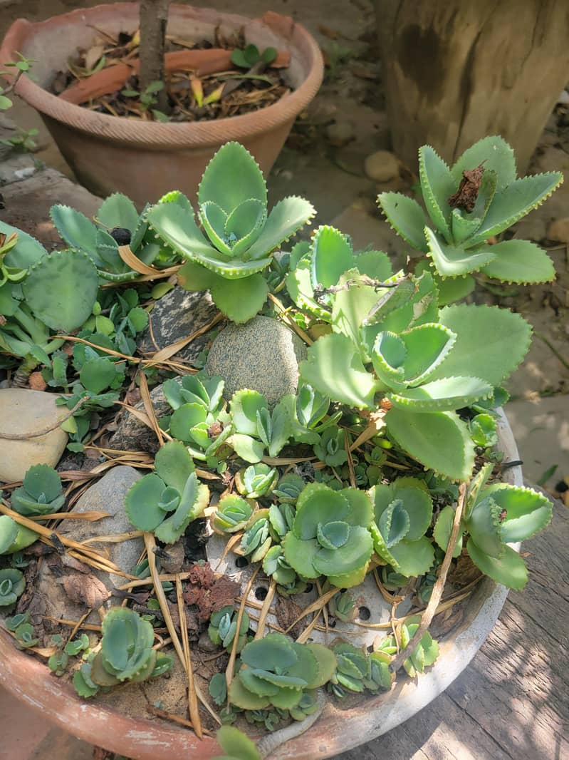 plants 5
