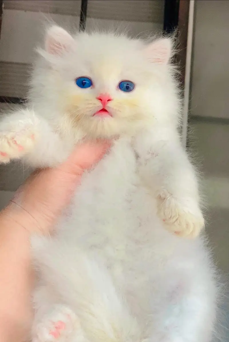Persian kittens whatp ///0370 ///4629095/// — photo 3