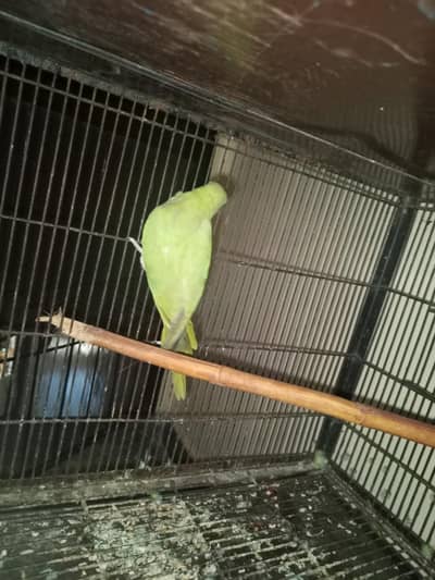 so nice female