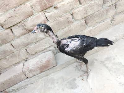 3mont ka ha