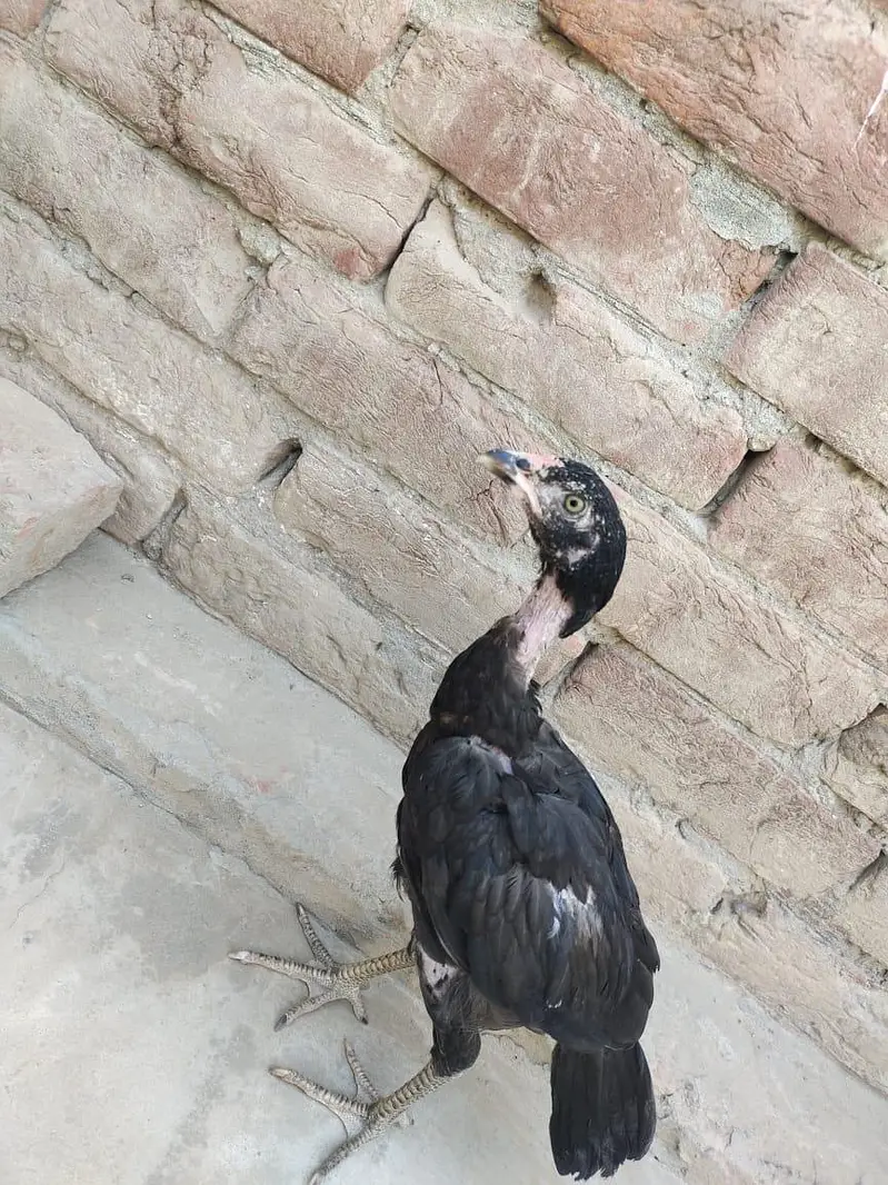 3mont ka ha — photo 2