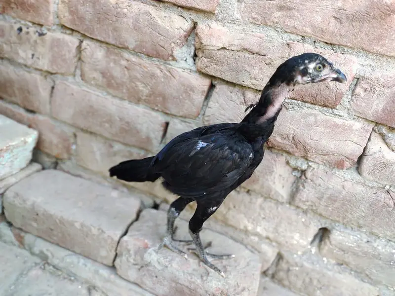 3mont ka ha — photo 3