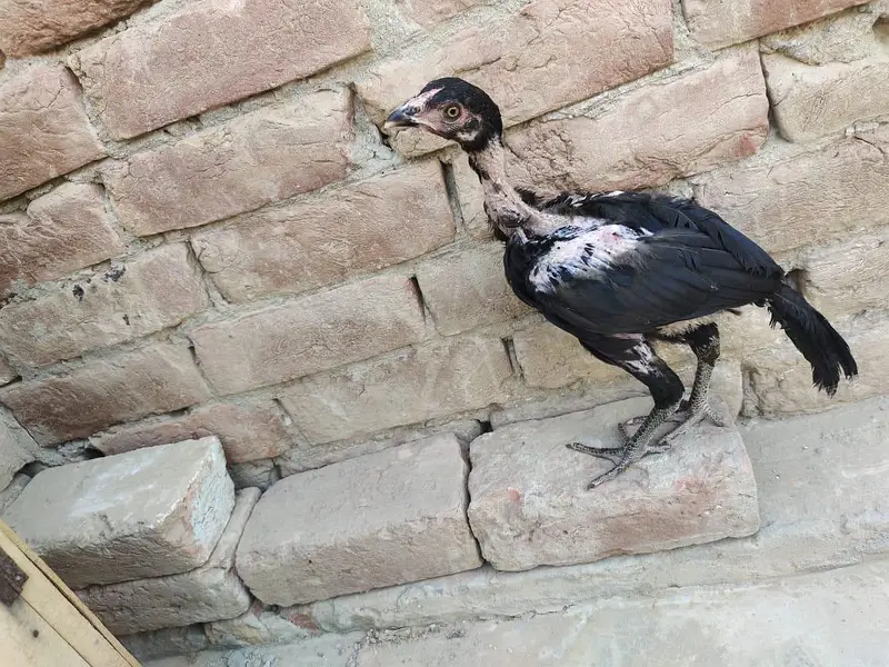 3mont ka ha — photo 4