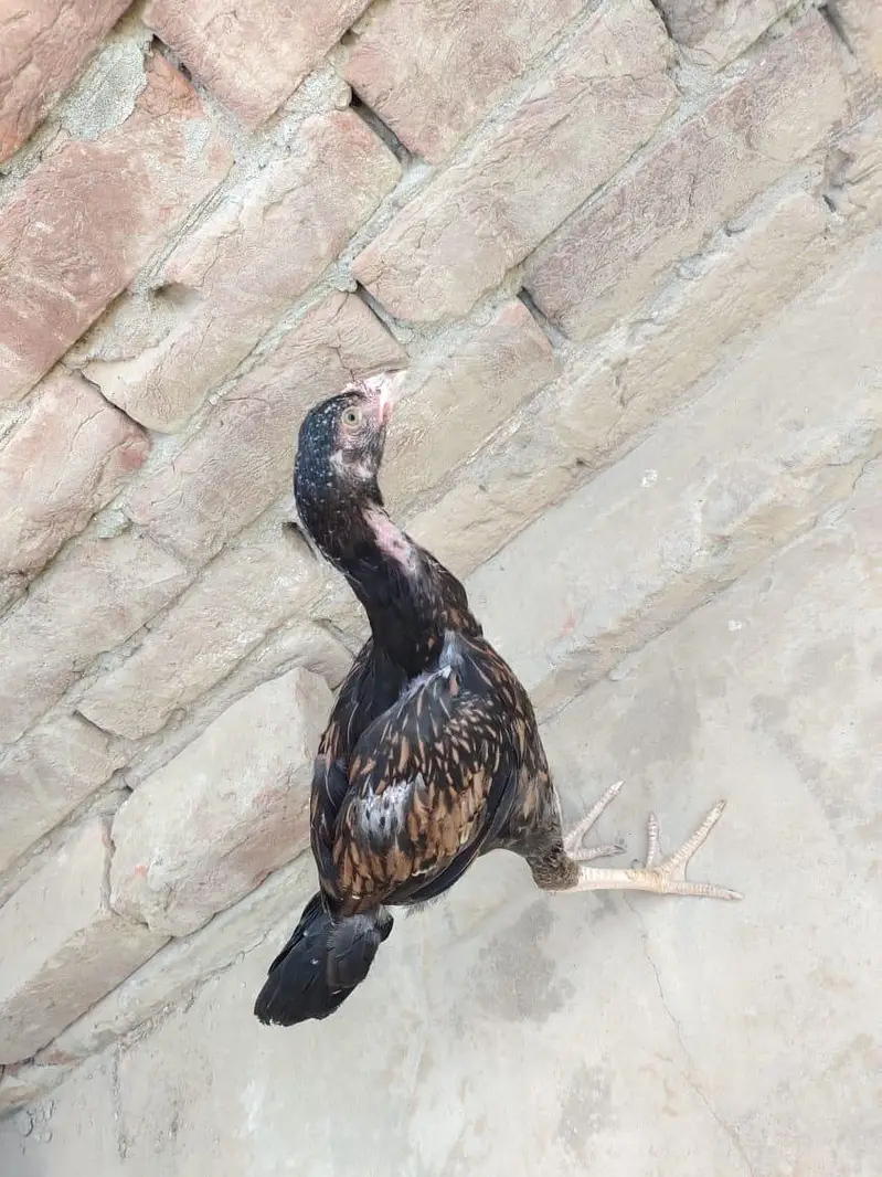 3mont ka ha — photo 5