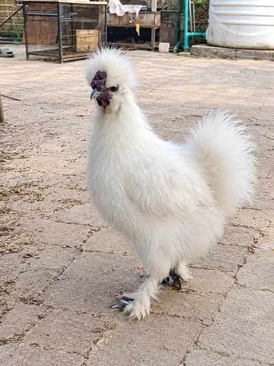 Silkie male