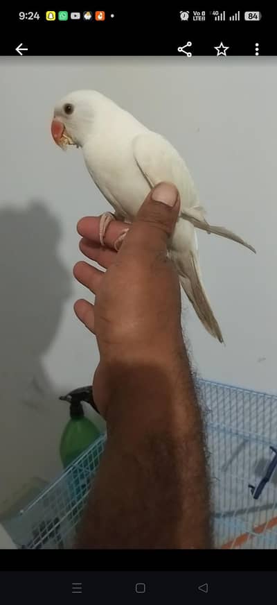 white hand tamed patha and blue breader female creamino male
