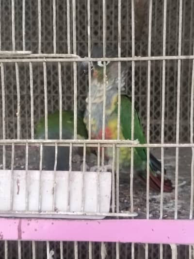 green chick conure pair non dna