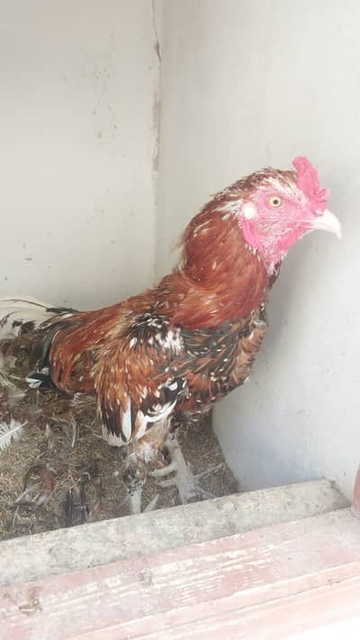 Heera and Aseel java for sale