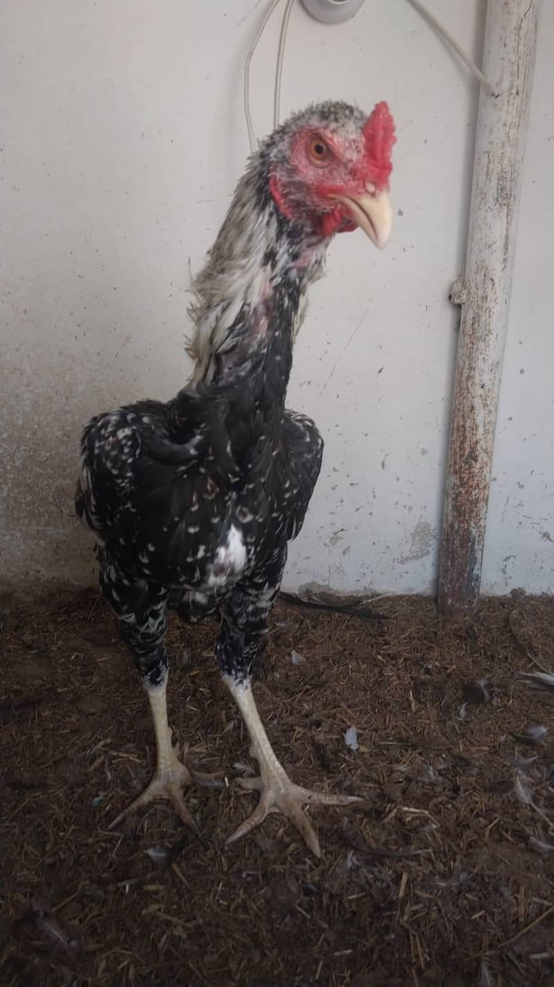 Aseel java for sale 2