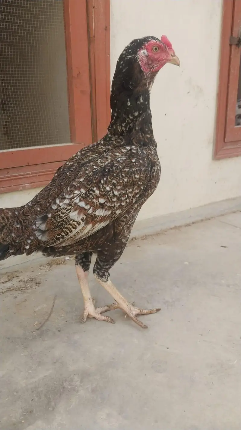 Heera and Aseel java for sale — photo 11