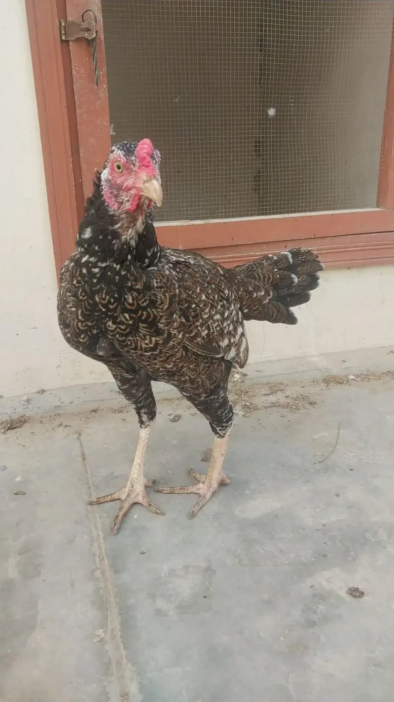 Heera and Aseel java for sale — photo 12