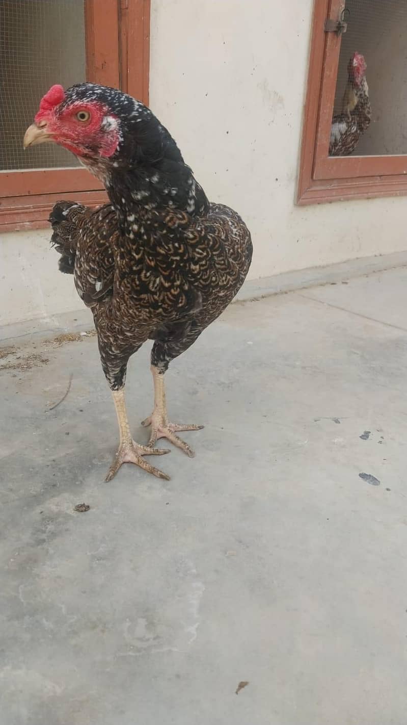 Aseel java for sale 9