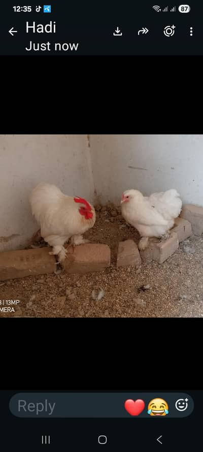 bantam 1 pair available for sale