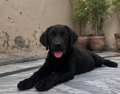 Black 10/10 healthy Labrador retriever puppy
