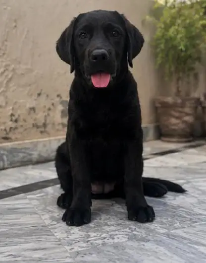Black 10/10 healthy Labrador retriever puppy — photo 2
