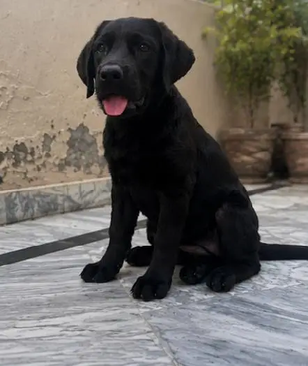 Black 10/10 healthy Labrador retriever puppy — photo 3