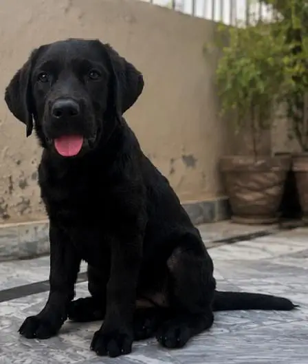 Black 10/10 healthy Labrador retriever puppy — photo 4