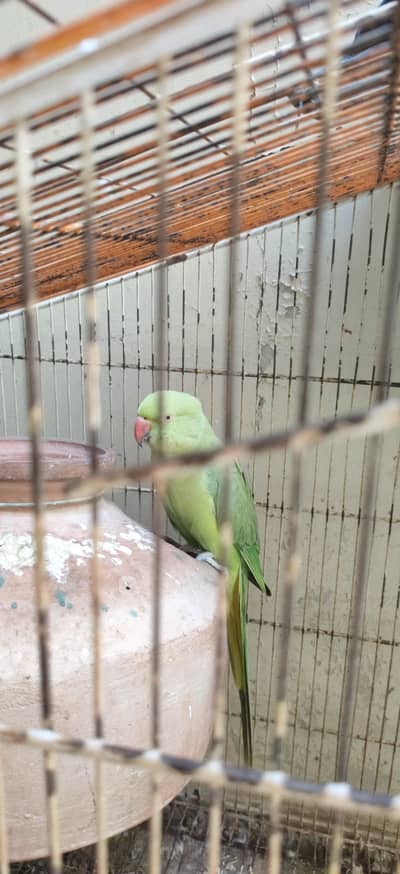 Green ringneck breeding pair for sale