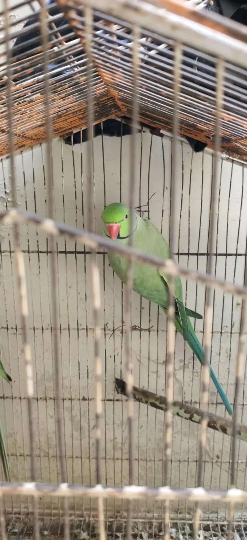 Green ringneck breeding pair for sale — photo 2