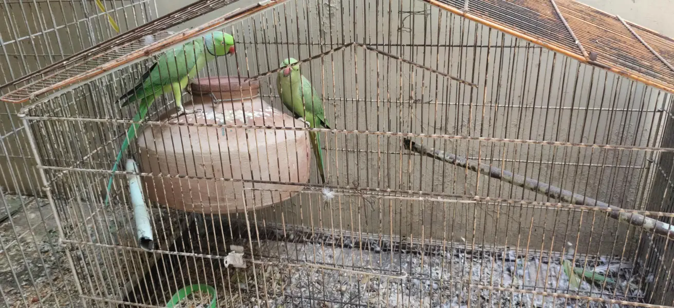 Green ringneck breeding pair for sale — photo 3