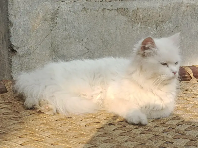 persian female cat for sale cargo service available — photo 2