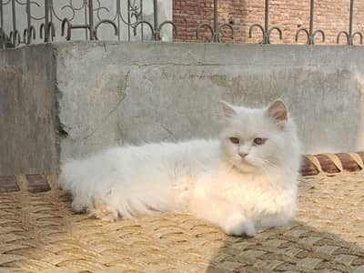 persian female cat for sale cargo service available