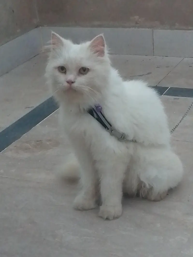 persian female cat for sale cargo service available — photo 3