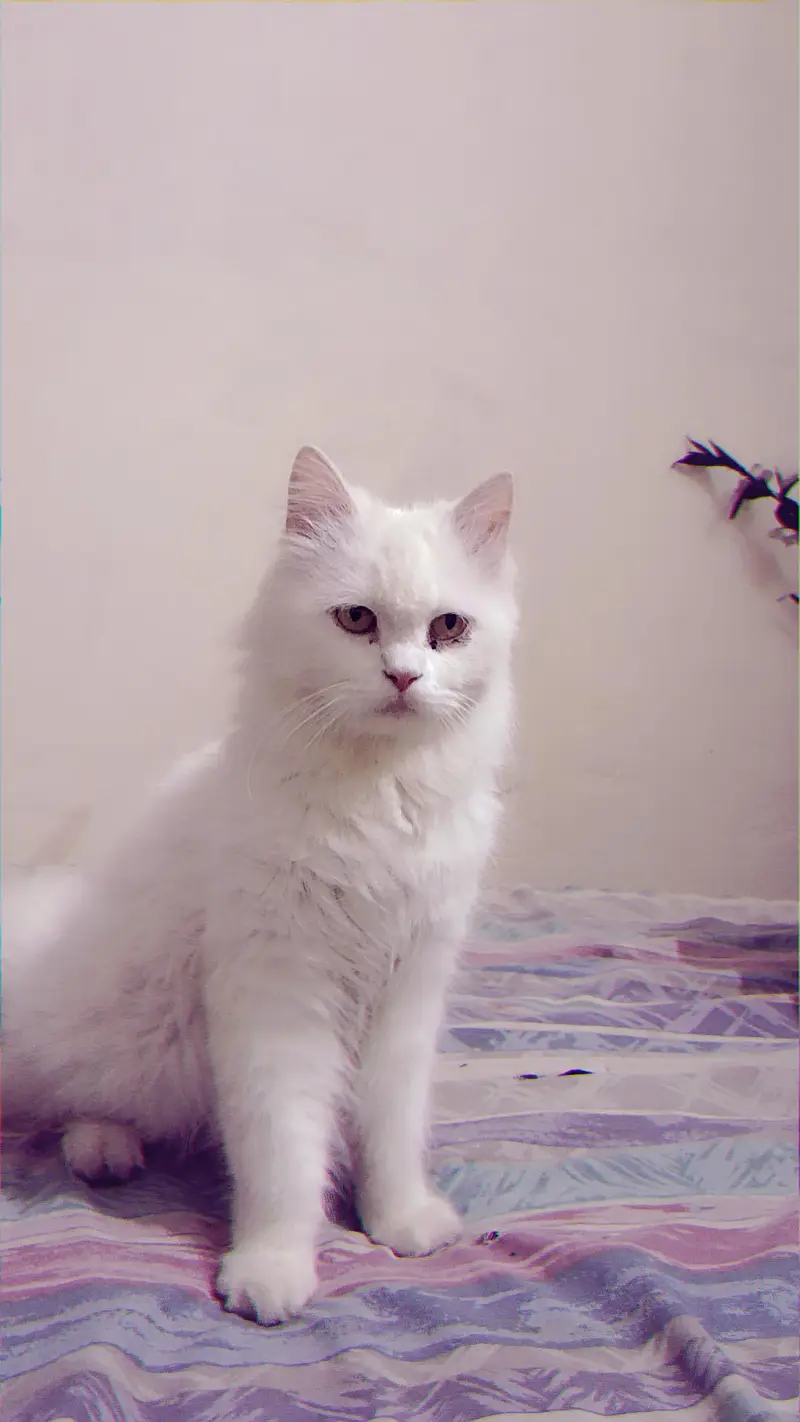 persian female cat for sale cargo service available — photo 4