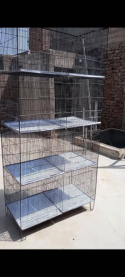 dimond pied dove,cagefor sell see details