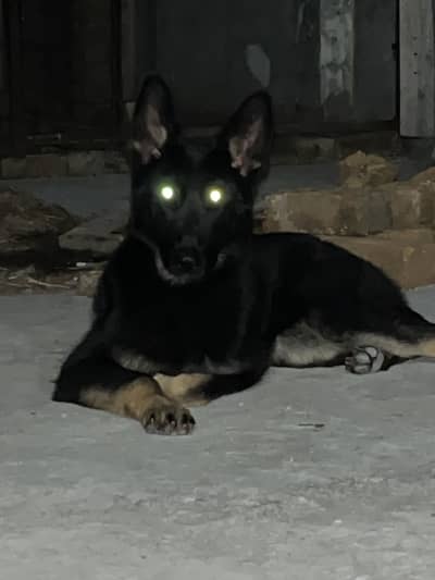 German Shepherd Female Pedigree (Army Dog Centre)
