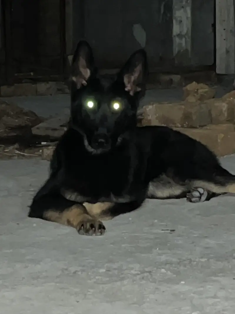 German Shepherd Female Dog | available for sale | — photo 2