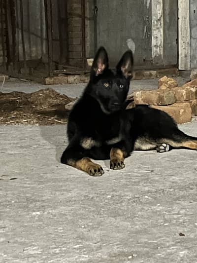 German Shepherd Female Dog | available for sale |