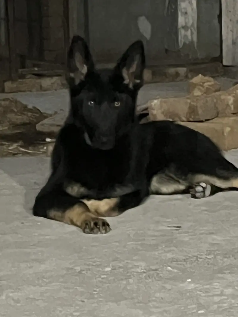 German Shepherd Female Dog | available for sale | — photo 4