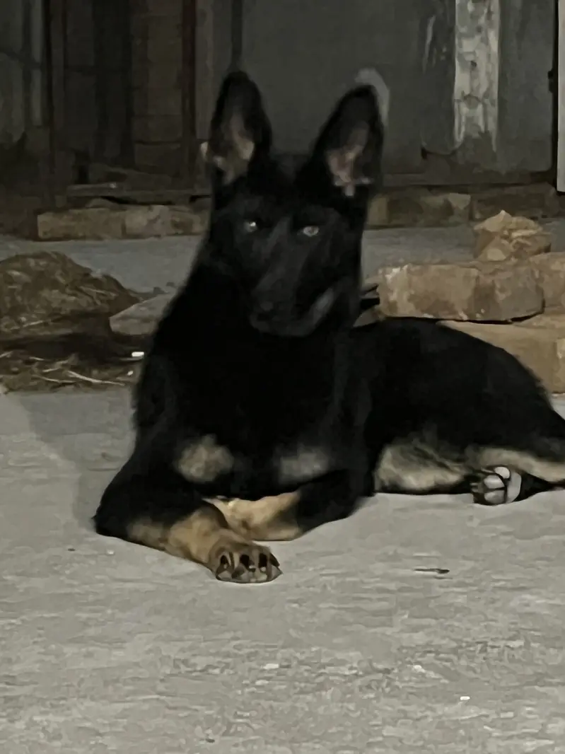 German Shepherd Female Dog | available for sale | — photo 3