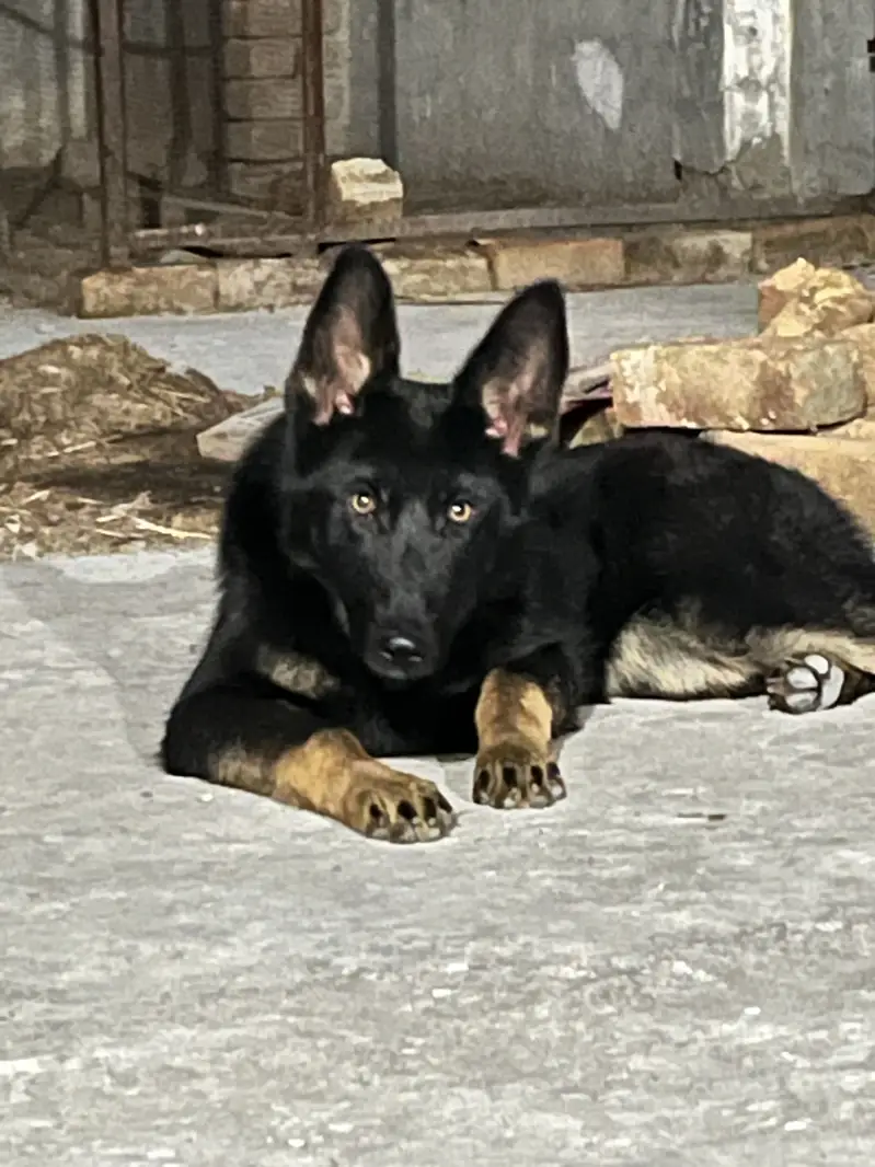 German Shepherd Female Dog | available for sale | — photo 6