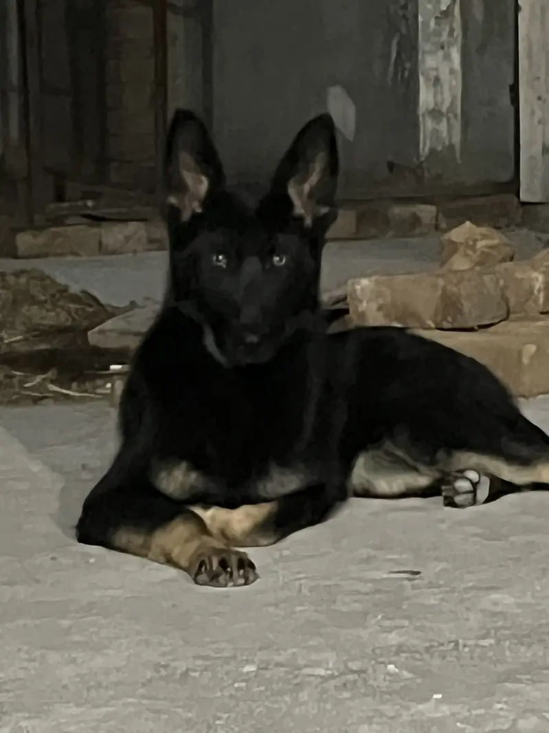 German Shepherd Female Dog | available for sale | — photo 5