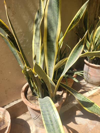 plant