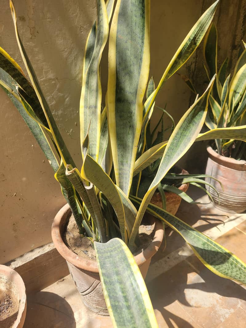 plant 0