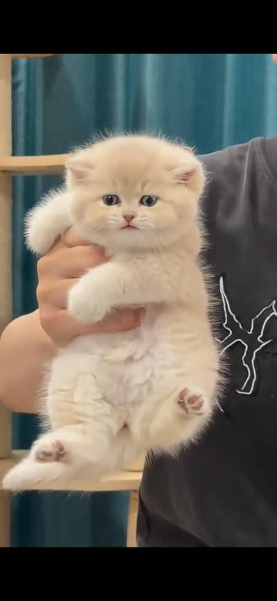 Persian kittens whatp ///0322 ///0396547///