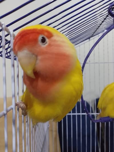Lutino peace faced (rosy faced) love bird (with free matka)