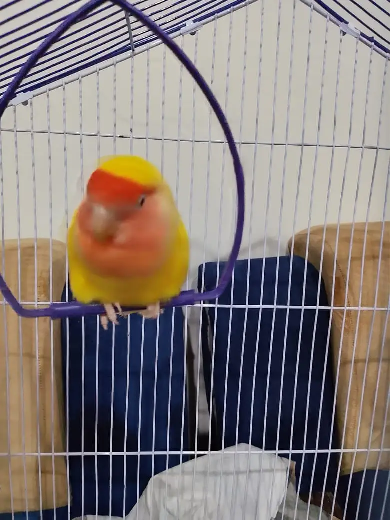 Lutino peace faced (rosy faced) love bird (with free matka) — photo 2