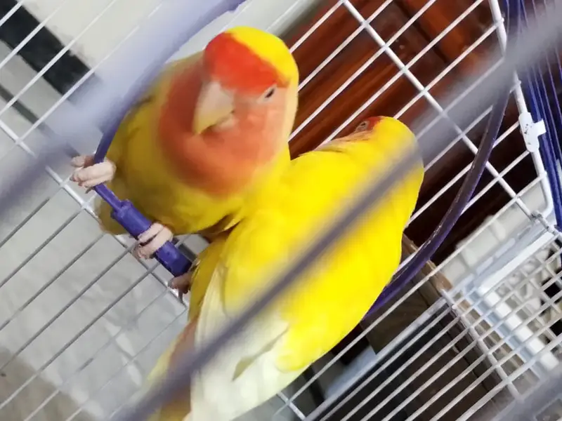 Lutino peace faced (rosy faced) love bird (with free matka) — photo 3