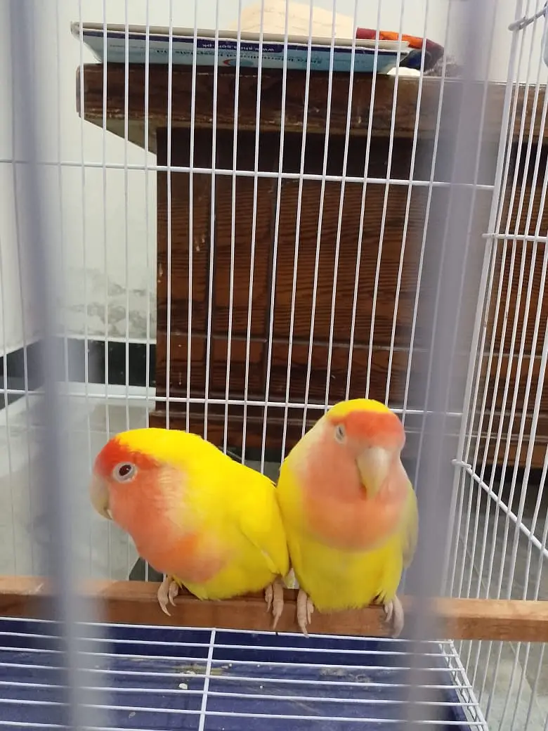 Lutino peace faced (rosy faced) love bird (with free matka) — photo 4