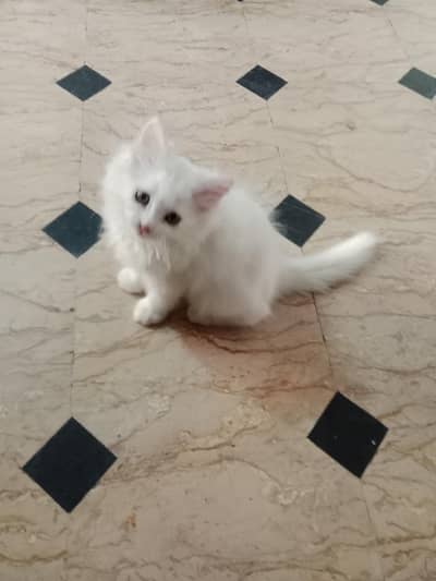 beautifull percian cats 2 white n 1 grey