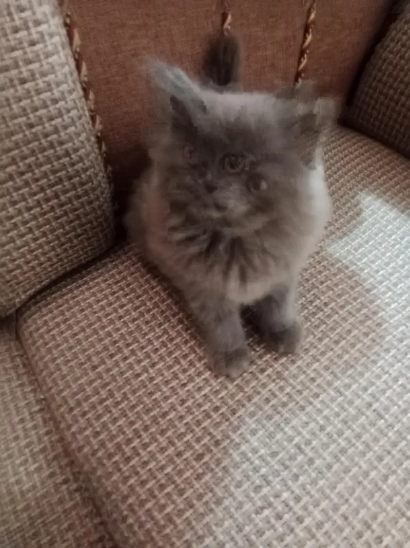 beautifull percian cats 2 white n 1 grey — photo 2