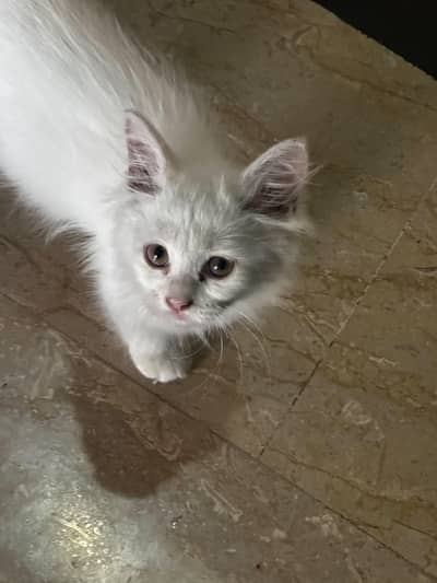 Persian kitten for sale